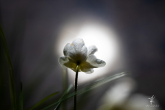 Into-the-Spot-Light