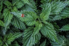 Lady-Bug