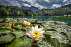 Lake-of-Roses