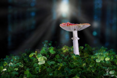 Light-of-Luck