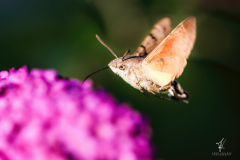 Little-Hummingbird