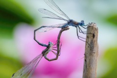 Mating-Dance