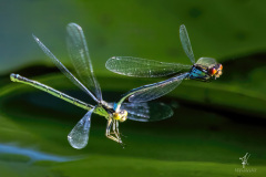 Mating-Season