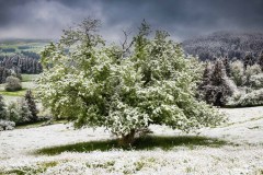 May-Snow