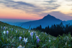 Meadow-of-Crocuses