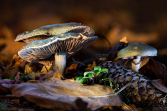 Miniature-World