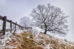 Oaks-of-Ice