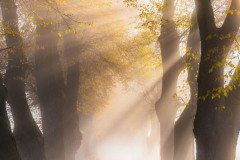 Path-of-Light