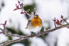 Robin
