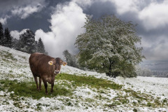 Snow-Cow