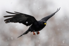 Snow-Flight