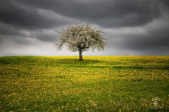 The-Apple-Tree