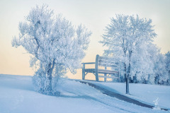 The-Bench