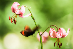 The-Flapping-of-the-Butterfly