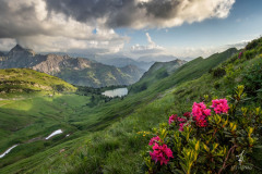 Time-of-the-Alpine-Roses