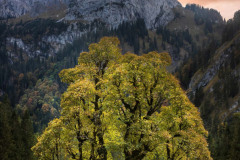 Tree-of-Magic
