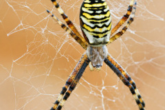 Wasp-Spider