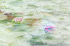 Water-Lily-Painting