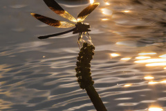 Water-Sparks