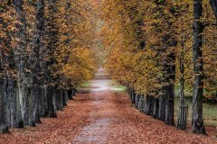 Castle-Avenue