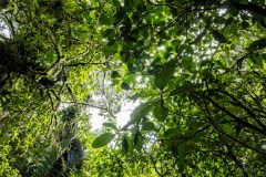 Braulio-Carillo-Nationalpark-I