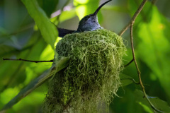 Bruetender-Kolibri