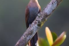 Eichhornkuckuck