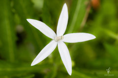 Laurentia-Longiflora