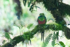 Quetzal-II