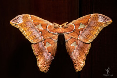 Rothschildia-Triloba