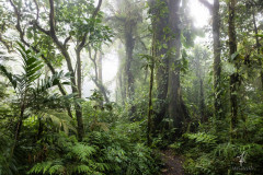 Santa-Elena-Cloud-Forest-Reserve-II