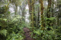 Santa-Elena-Cloud-Forest-Reserve-IV