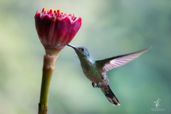 Schuppenbrustkolibri-VI