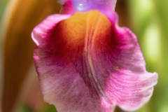 Sobralia-Orchidee