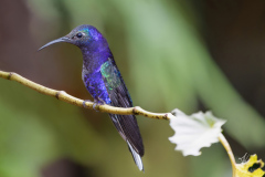 Violettdegenfluegel