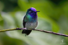 Violettkopfkolibri-II
