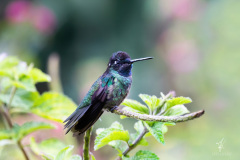 Violettkron-Brillantkolibri-I