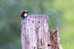 Acorn-Woodpecker