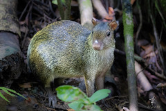 Agouti