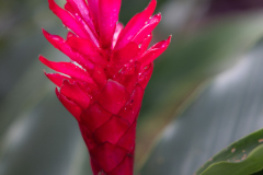 Alpinia-Purpurata-I