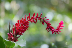 Alpinia-Purpurata-II