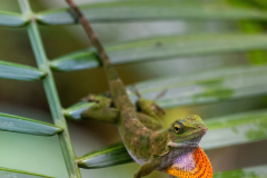 Anolis-I