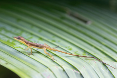 Anolis-II
