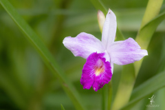 Arundina-Graminifolia