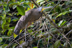 Bare-throated-Tiger-Heron