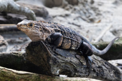 Black-Iguana-I