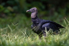 Black-Vulture-I