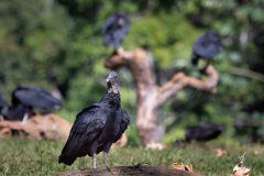 Black-Vulture-II