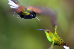 Black-bellied-Humming-Bird-Coppery-headed-Emerald