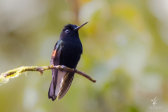 Black-bellied-Humming-Bird